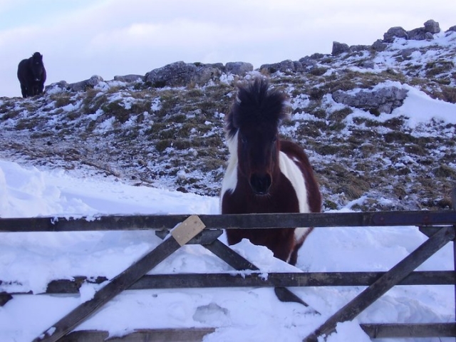  Rompecabezas en la nieve 